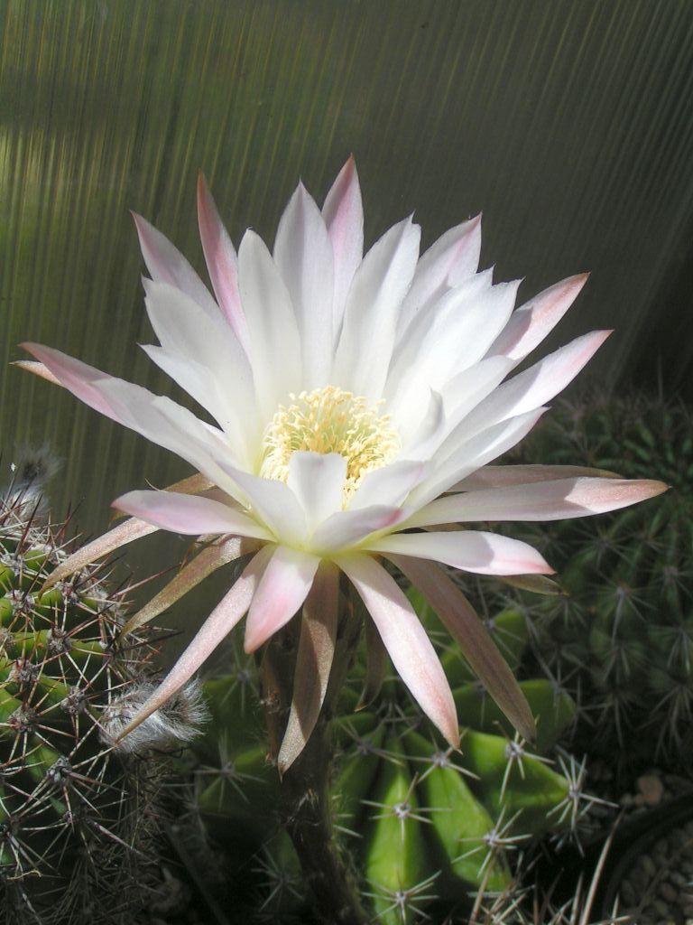 Echinopsis melamopotamica